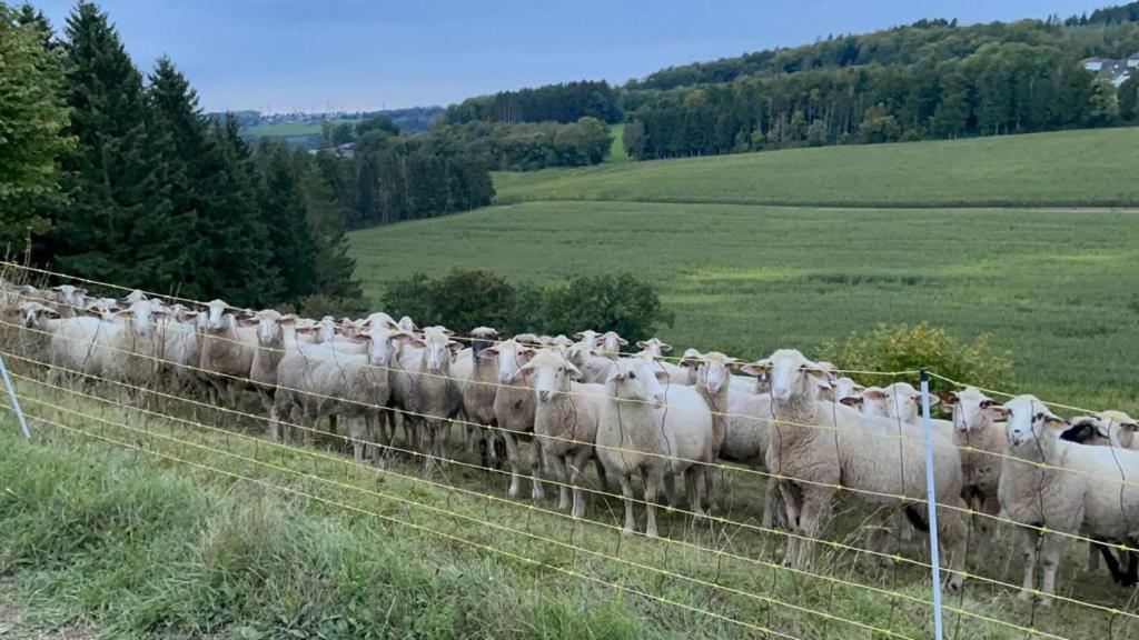 Deine-Eifel-Ferienwohnung Feusdorf Exteriér fotografie
